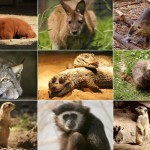 Zoo Hof Tiere