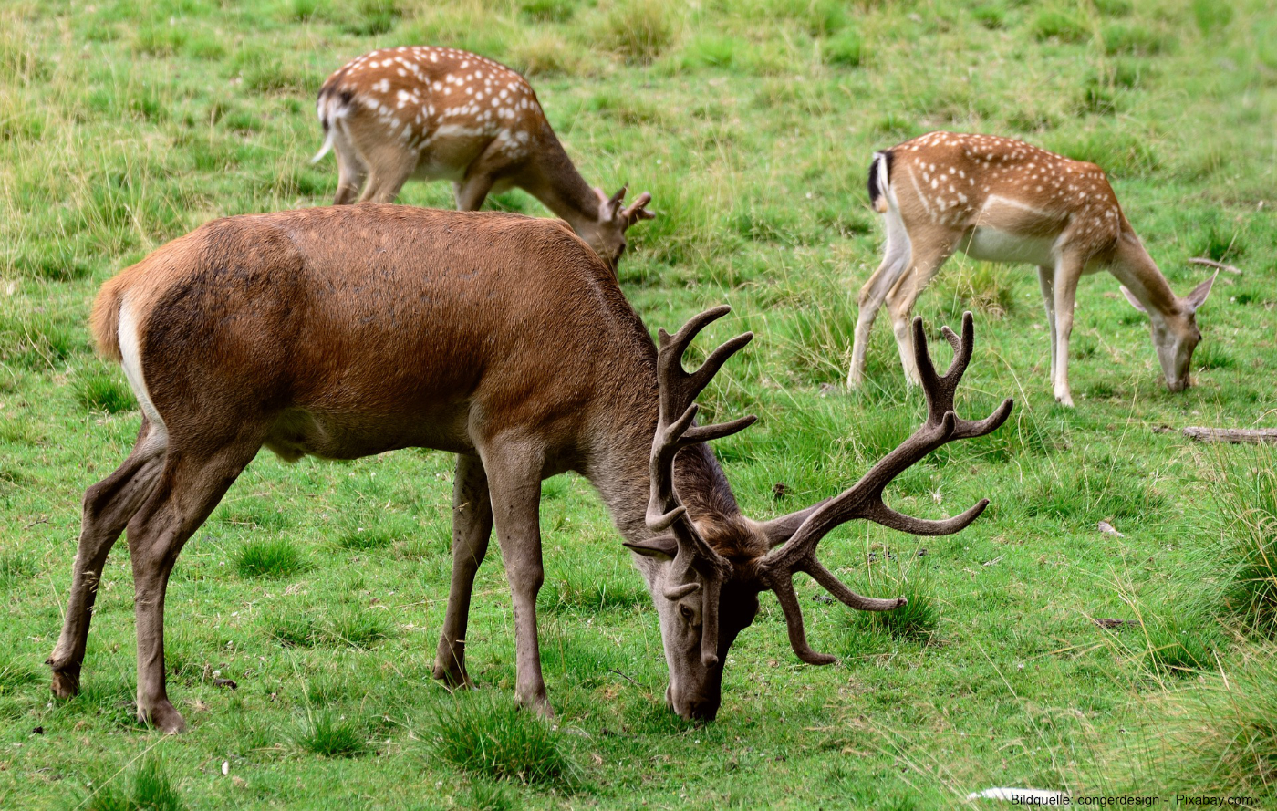 Wildpark-Hundshaupten-Egloffstein-01