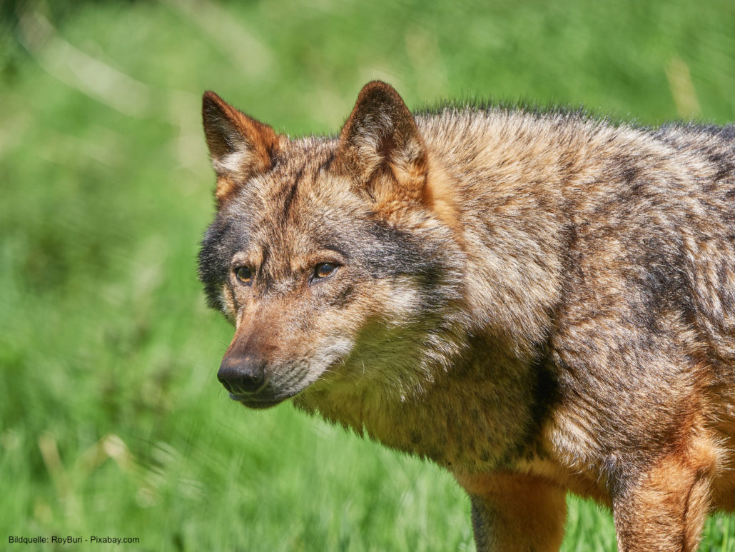 Wildpark-Hundshaupten-Egloffstein-02