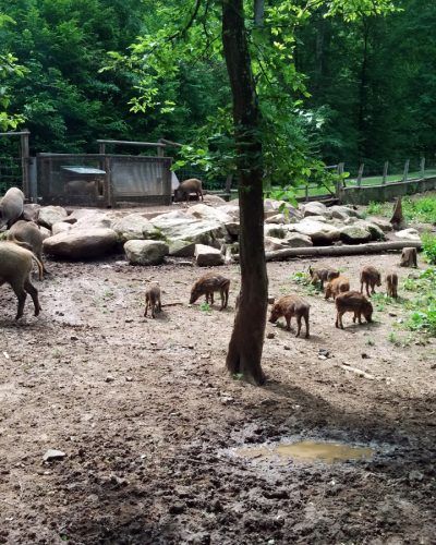 Wildpark-Schloss-Tambach-02