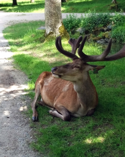 Wildpark-Schloss-Tambach-04